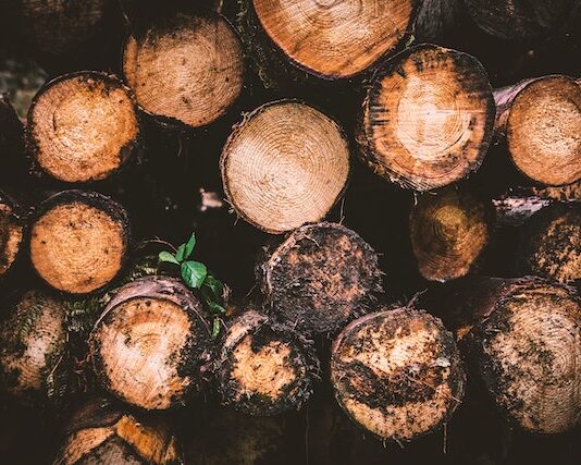 Czym są biopaliwa i jakie korzyści przynoszą środowisku naturalnemu