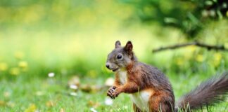 W jaki sposób pomóc zwierzętom w potrzebie